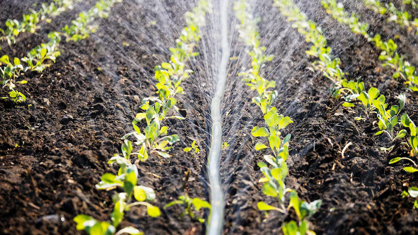 drip irrigation in mayookha farms